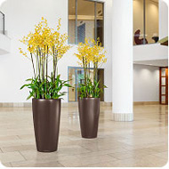 oncidium-rondo