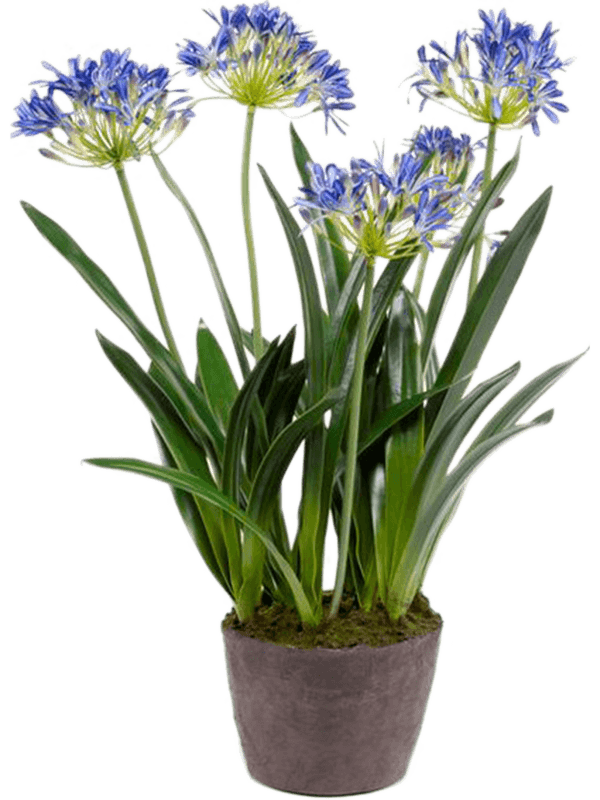 agapanthus-8eeag20619