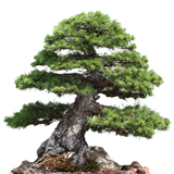 bonsai-formirovanniye-rasteniya
