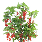 plodoviye-kustarniki-red-currant