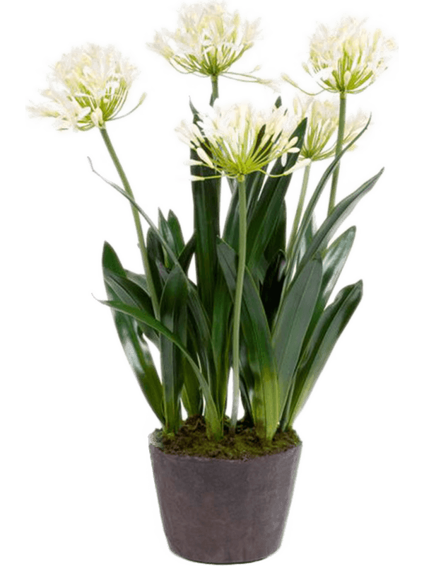 30/agapanthus-8eeag20618
