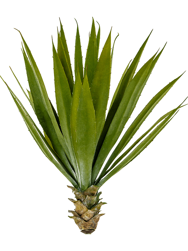 30/agave-8agavko10