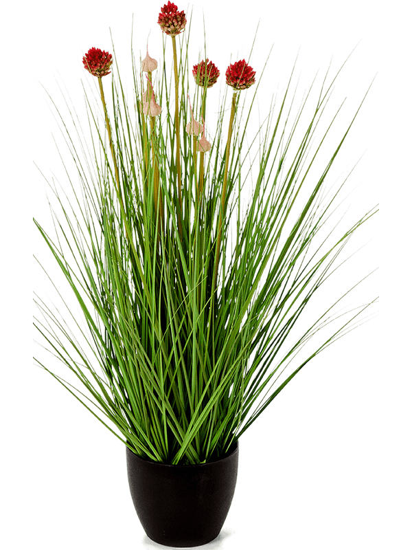 30/allium-grass-8fw91n070