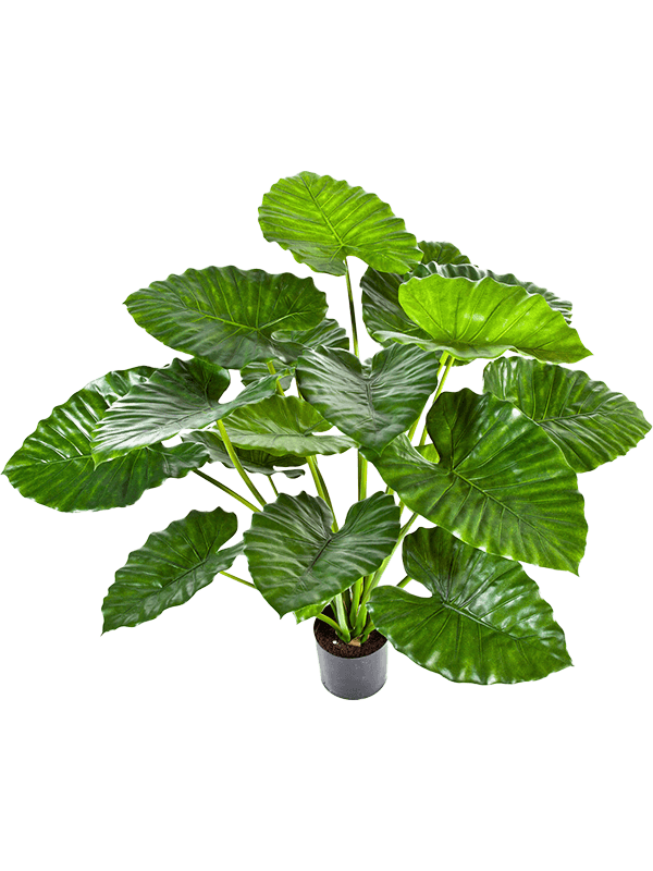 30/alocasia-calidora-8fw55503n
