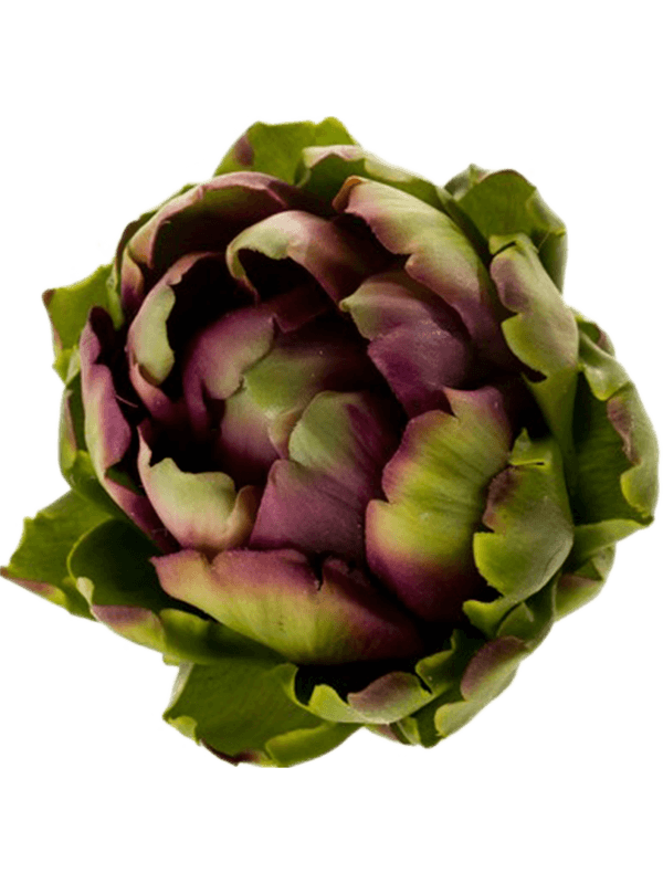 Artichoke Green/ Purple 8EE417872 30/artishoke-8ee417872