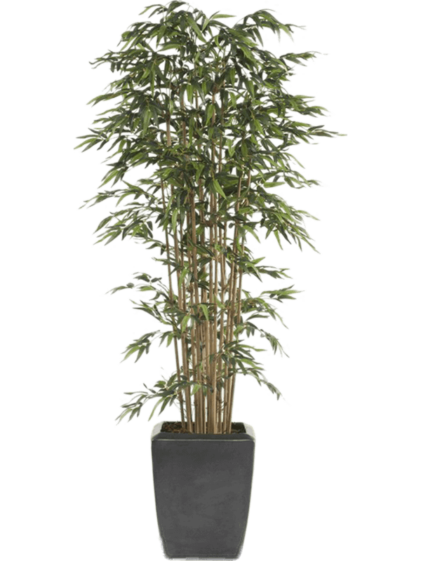 Bamboo Tree In Plastic Pot (1520 lvs.) 8EE101150 30/bamboo-8ee101150
