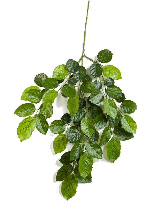 Beech Branch 8FW1625FR 30/beech-spray-8fw1625fr