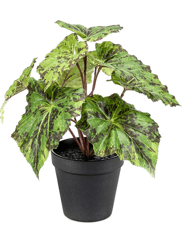 Begonia Bush 8EE425715 30/begonia-leaves-8ee425715