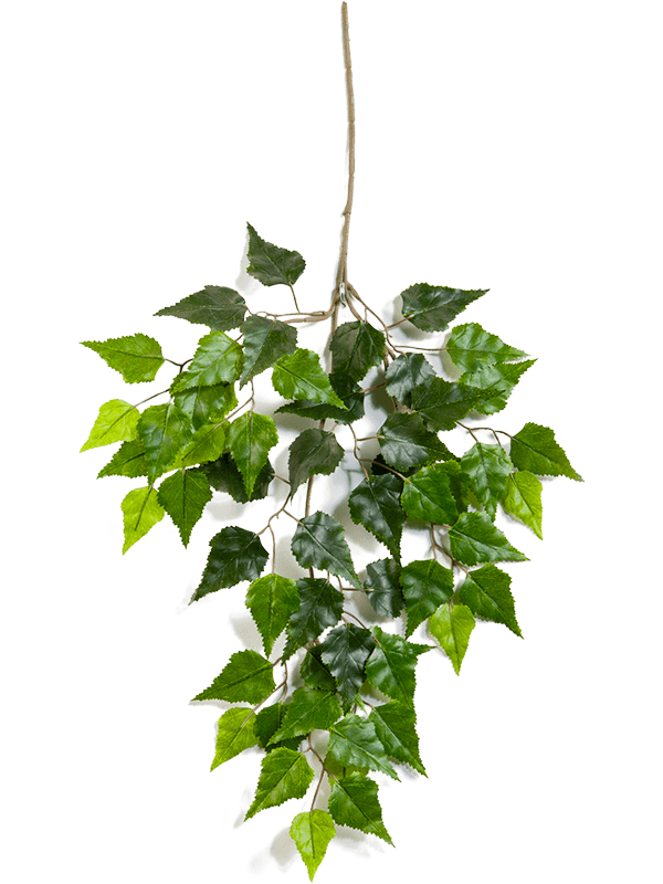 Birch Branch 8FW1593N 30/birch-spray-8fw1593n