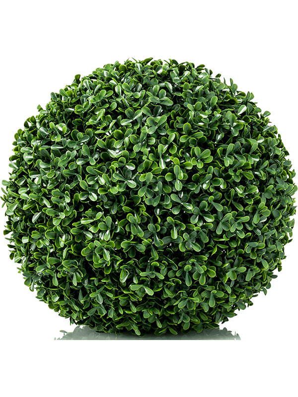 Boxwood Ball 8EE423376 30/boxwood-mini-8ee423376