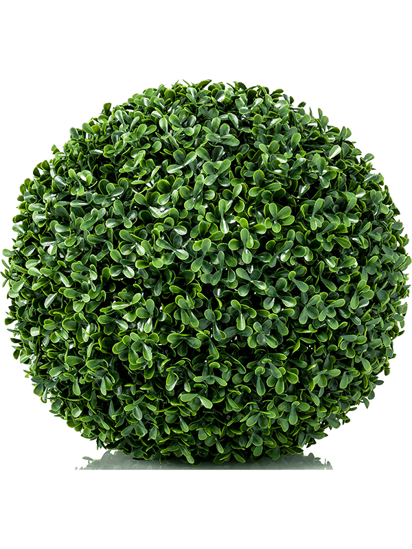 Boxwood Ball 8EE423378 30/boxwood-mini-8ee423378