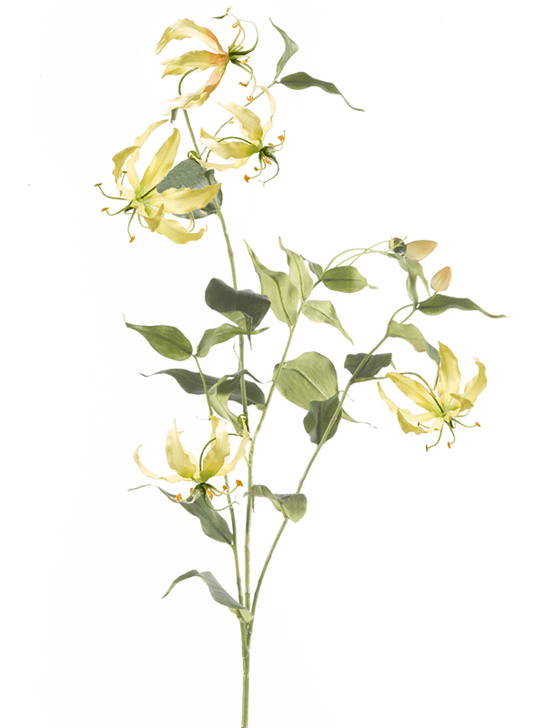 Gloriosa Spray yellow 8EE424011 30/gloriosa-8ee424011