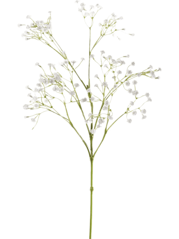 Gypsophila Spray White 8EEG71305 30/gypsophila-8eeg71305