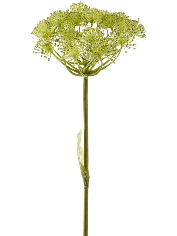 Heracleum Branch Green 8EE419781 30/heracleum-8ee419781