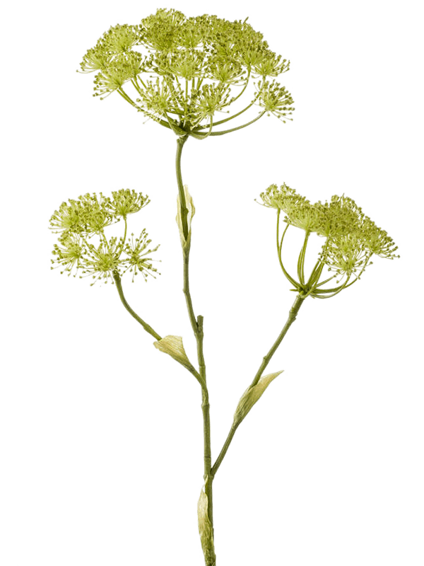 Heracleum Branch Green 8EE419784 30/heracleum-8ee419784