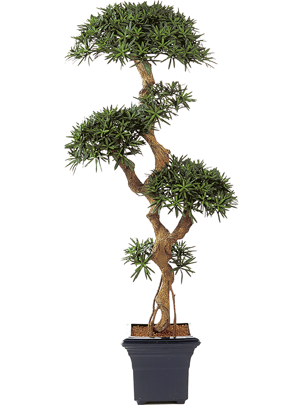 30/podocarpus-8fw39706n