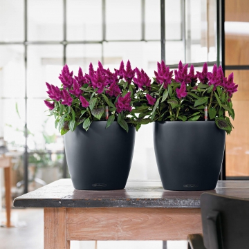 lechuza/le_classico-color21_product_addi_01