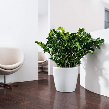 lechuza/le_classico-color35_product_addi_01