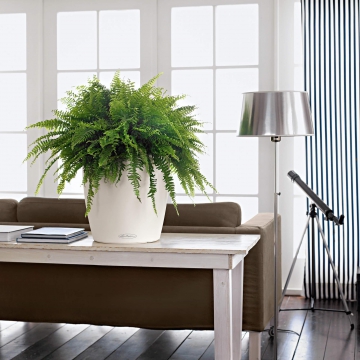 lechuza/le_classico-color35_product_addi_02