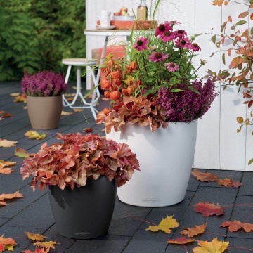 lechuza/le_classico-color43_product_addi_01
