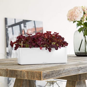 lechuza/le_cube-glossy-triple_product_addi_01