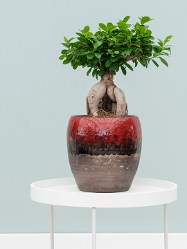 nieuwkoop-planters/6AMOB2121_1