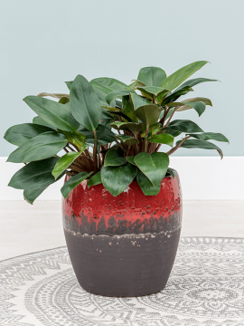 nieuwkoop-planters/6AMOB2121_2