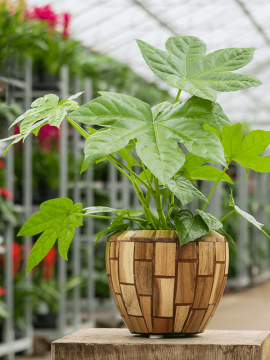 nieuwkoop-planters/6FACEC620_1
