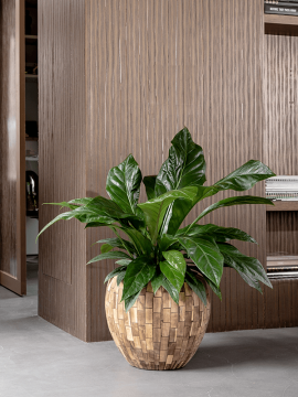 nieuwkoop-planters/6FACEC820_1