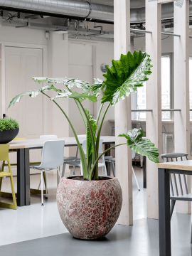 nieuwkoop-planters/6LAVG550P_1