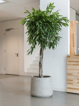 nieuwkoop-planters/6PPNE5526_3