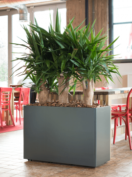 nieuwkoop-planters/6PRG02640_1