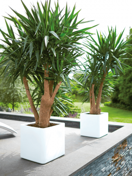 nieuwkoop-planters/6PURSBWW5_1