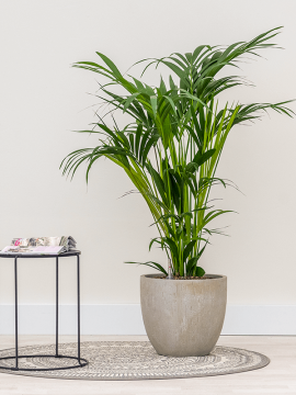 nieuwkoop-planters/6RDPBE228_1