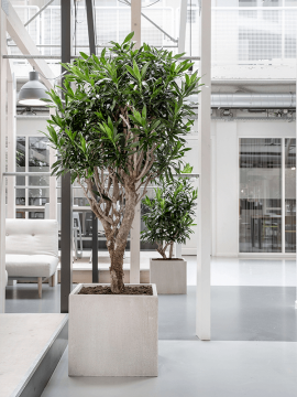 nieuwkoop-planters/6RDPBE247_1