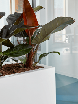 nieuwkoop-planters/6TIMR8075_2