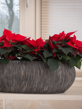 nieuwkoop-planters/6TWIOB85B_1