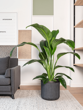 nieuwkoop-planters/6VRCA0040_1