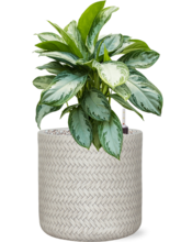 Кашпо Baq Angle (Cylinder White) Арт: 6ANGCY30W 3