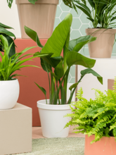 Кашпо Feliz (Pot Conica White) Арт: 6LOK8507W 2
