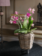 Кашпо Drypot Rattan (Round With Black Feet) Арт: 6MND00350 1