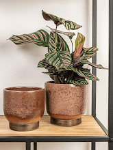 Кашпо Linn (Pot Blush) Арт: 6PTR67248 1