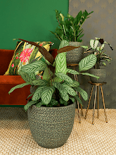 Кашпо Rinca (Pot Shiny Green) Арт: 6PTR69426 1