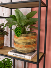 Кашпо Jane (Pot Desert (set of 5)) Арт: 6PTR69455 2
