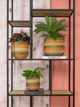 Кашпо Jane (Pot Desert (set of 5)) Арт: 6PTR69455 3