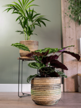Кашпо Jane (Pot Jungle (set of 5)) Арт: 6PTR69456 1