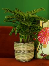 Кашпо Jane (Pot Jungle (set of 5)) Арт: 6PTR69456 3