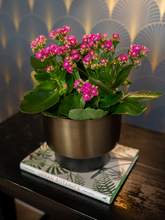 Кашпо Myra (Pot Dark Brown (set of 3)) Арт: 6PTR69851 1