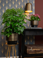 Кашпо Myra (Pot Dark Brown (set of 3)) Арт: 6PTR69851 2