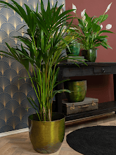 Кашпо Bruce (Pot Pine (set of 6)) Арт: 6PTR70016 1